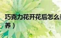 巧克力花开花后怎么养（巧克力花开花后如何养）