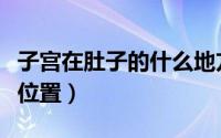 子宫在肚子的什么地方呀（子宫在肚子的什么位置）