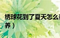 绣球花到了夏天怎么养（绣球花到了夏天如何养）