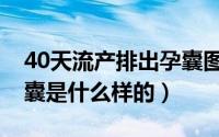 40天流产排出孕囊图片（40天流产排出的孕囊是什么样的）