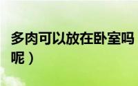 多肉可以放在卧室吗（多肉能不能放卧室养殖呢）