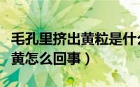 毛孔里挤出黄粒是什么（毛孔挤出来的一粒粒黄怎么回事）