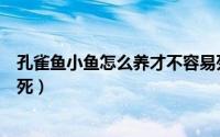 孔雀鱼小鱼怎么养才不容易死（孔雀鱼小鱼如何养才不容易死）