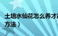 土培水仙花怎么养才茂盛（土培水仙花的养殖方法）