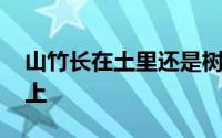 山竹长在土里还是树上 山竹长在土里还是树上 