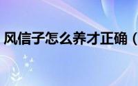 风信子怎么养才正确（怎么养风信子才正确）