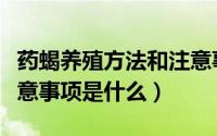 药蝎养殖方法和注意事项（药蝎养殖方法和注意事项是什么）