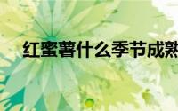 红蜜薯什么季节成熟（红蜜薯成熟时间）