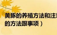 黄豚的养殖方法和注意事项（注意养殖黄豚的的方法跟事项）