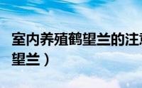 室内养殖鹤望兰的注意事项（室内如何养殖鹤望兰）