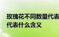 玫瑰花不同数量代表的含义 不同玫瑰的数量代表什么含义 