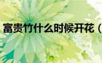 富贵竹什么时候开花（富贵竹开花时间介绍）