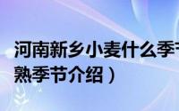 河南新乡小麦什么季节成熟（河南新乡小麦成熟季节介绍）