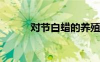 对节白蜡的养殖方法和注意事项