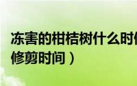 冻害的柑桔树什么时候能修剪（冻害的柑桔树修剪时间）