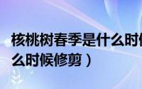 核桃树春季是什么时候修剪（核桃树春天是什么时候修剪）