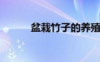 盆栽竹子的养殖方法和注意事项