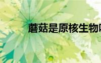 蘑菇是原核生物吗（蘑菇的介绍）