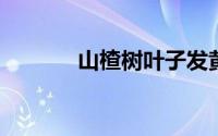 山楂树叶子发黄枯死是什么病