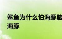 鲨鱼为什么怕海豚脑筋急转弯 鲨鱼为什么怕海豚 