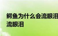 鳄鱼为什么会流眼泪详细说明 鳄鱼为什么会流眼泪 