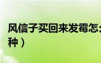 风信子买回来发霉怎么办（风信子买回来怎么种）