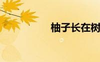 柚子长在树上还是地上