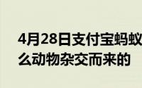 4月28日支付宝蚂蚁庄园每日问题 骡子是什么动物杂交而来的