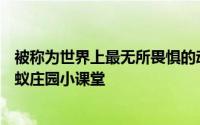 被称为世界上最无所畏惧的动物人称平头哥的是 4月27号蚂蚁庄园小课堂