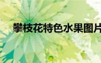 攀枝花特色水果图片（攀枝花特色水果）