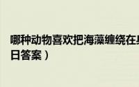 哪种动物喜欢把海藻缠绕在身上,枕浪而睡（蚂蚁庄园5月20日答案）