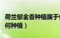 荷兰郁金香种植属于什么农业（荷兰郁金香如何种植）