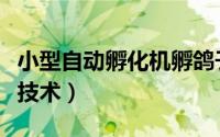 小型自动孵化机孵鸽子（小型自动孵化机孵化技术）