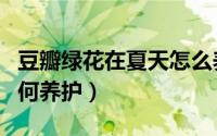 豆瓣绿花在夏天怎么养护（豆瓣绿花在夏天如何养护）