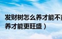 发财树怎么养才能不黄叶不掉叶（发财树怎么养才能更旺盛）