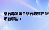 络石养殖黄金络石养殖注意事项（络石的养殖方法及注意事项有哪些）