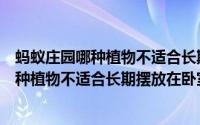 蚂蚁庄园哪种植物不适合长期摆放在卧室里面（蚂蚁庄园哪种植物不适合长期摆放在卧室）