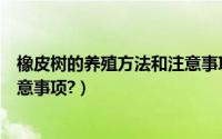 橡皮树的养殖方法和注意事项视频（橡皮树的养殖方法和注意事项?）