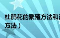 杜鹃花的繁殖方法和注意事项（杜鹃花的繁殖方法）