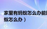 家里有蚂蚁怎么办能除根吗小妙招（家里有蚂蚁怎么办）