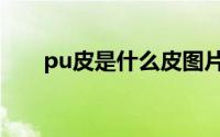 pu皮是什么皮图片（pu皮是什么皮）