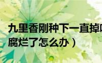 九里香刚种下一直掉叶子怎么办（九里香树杆腐烂了怎么办）