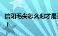 信阳毛尖怎么泡才是正确的（信阳毛尖怎么泡）