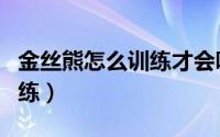 金丝熊怎么训练才会听你的话（金丝熊怎么训练）