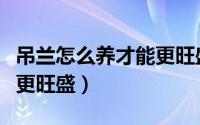 吊兰怎么养才能更旺盛冬季（吊兰怎么养才能更旺盛）