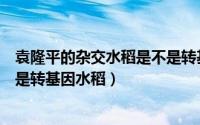 袁隆平的杂交水稻是不是转基因水稻（袁隆平的杂交水稻不是转基因水稻）