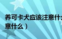 养可卡犬应该注意什么问题（养可卡犬应该注意什么）