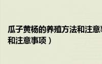 瓜子黄杨的养殖方法和注意事项视频（瓜子黄杨的养殖方法和注意事项）