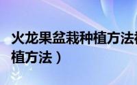 火龙果盆栽种植方法视频教程（火龙果盆栽种植方法）