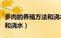 多肉的养殖方法和浇水视频（多肉的养殖方法和浇水）